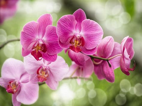 Il Mondo In Un Giardino Preziosa E Delicata L Orchidea