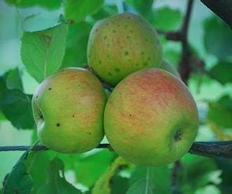 Gloucester Royal Apple Fruit Trees For Sale Order Online