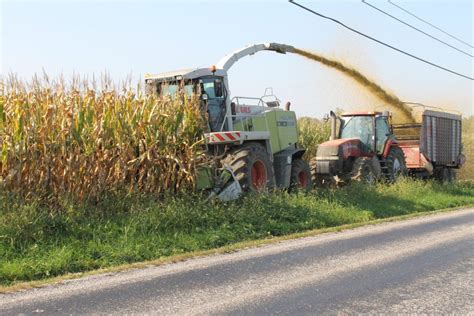 Chopping Corn
