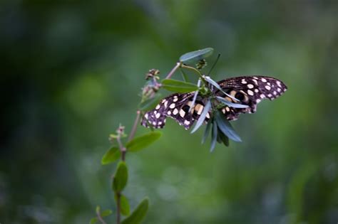 Borboleta Papilio Ou Borboleta Lim O Comum Ou Rabo De Andorinha