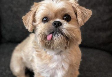 30 Special Shih Tzu Mixes - The Shih Tzu Mix Guide