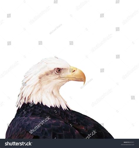 Bald Eagle Isolated On White Background Stock Photo 85921 | Shutterstock