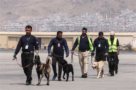 Dogs Of War Afghan Mutts Find New Home After Missing Us Evacuation