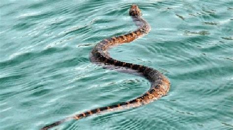 How to spot a venomous water snake | WOAI