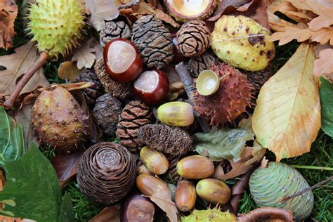 Seed Gathering Season The Tree Council