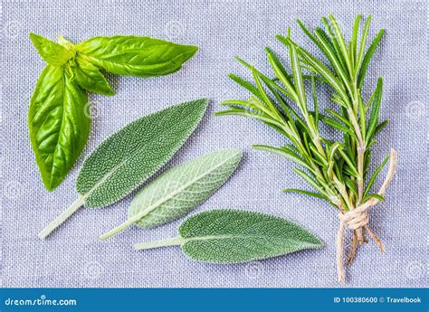 Aromatic Herbs Collection Stock Photo Image Of Nature 100380600