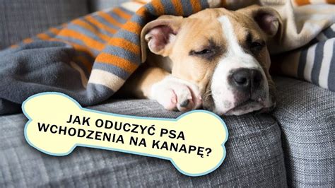 JAK ODUCZYĆ PSA WCHODZENIA NA KANAPĘ CDA