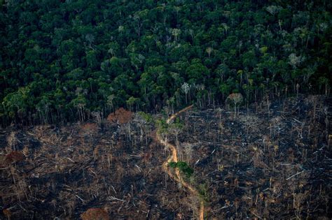 Brazil's Amazon deforestation climbed 22% in a year : NPR