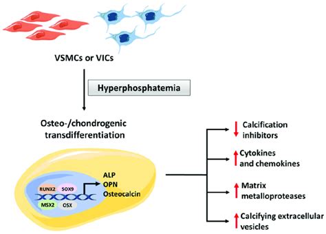 Mechanism Of Transdifferentiation Of Vascular Smooth Muscle Cells