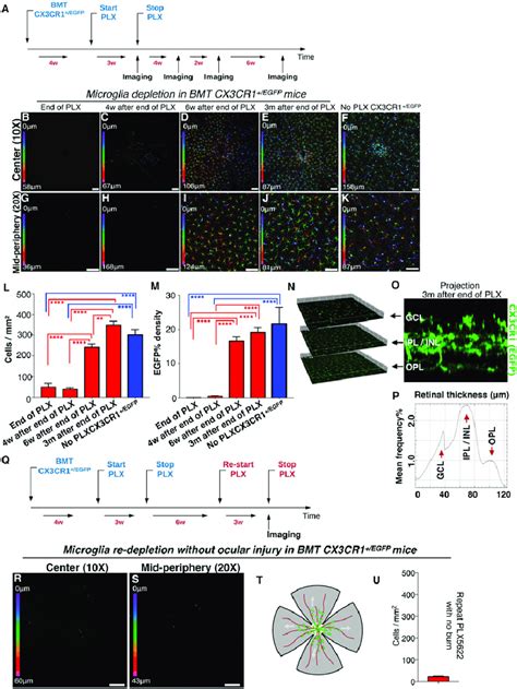 Microglia Repopulation After PLX5622 Treatment Occurs Primarily By