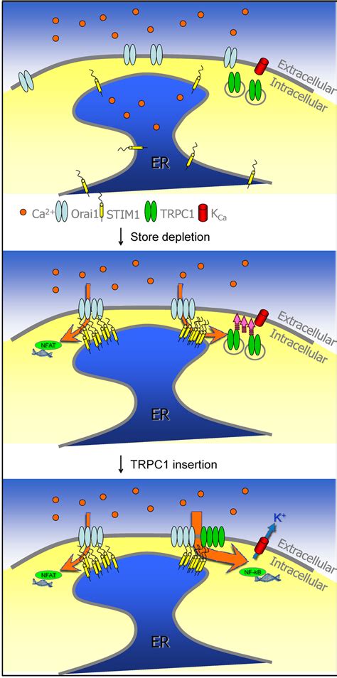 Proposed Model For TRPC1 Activation In Resting Cells Orai1 And STIM1