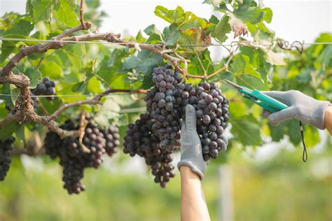 Dicas Para O Cultivo De Uva Para A Produção De Vinhos Finos Telas Guará