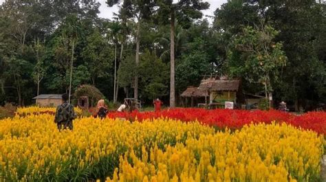 Desa Wisata Okura Pekanbaru Tawarkan Keindahan Taman Bunga Hingga