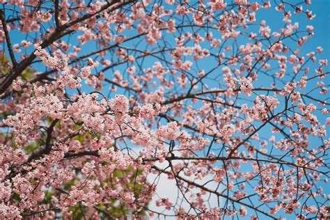 Primo Giorno Di Primavera Dopo Un Inverno Tra I Pi Caldi La Siccit