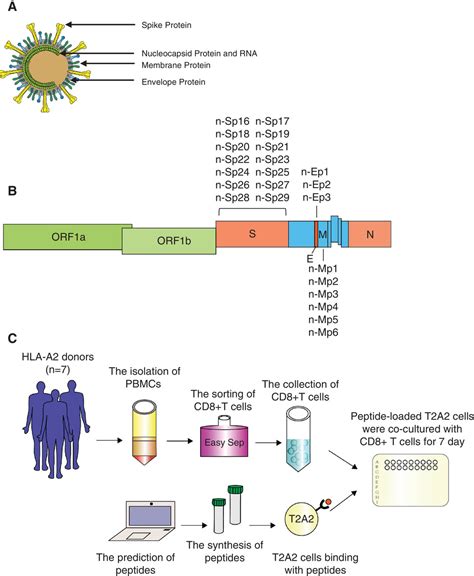 Identification Of Hla‐a2 Restricted Cd8 T Cell Epitopes In Sars‐cov‐2