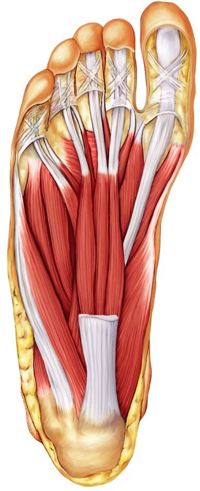 Foot Muscles Diagram | Quizlet