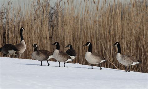 Bildet natur snø kald vinter fugl gruppe dyreliv fauna fugler