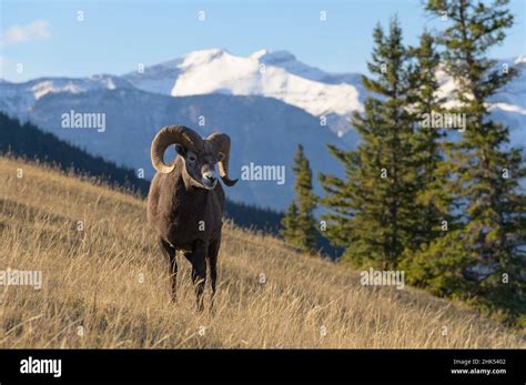 Rocky Mountain Bighorn Sheep Ram Ovis Canadensis Jasper National