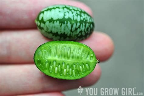 You Grow Girl Food Worth Growing Mexican Sour Gherkin