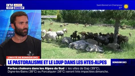 Comment Se Porte Le Pastoralisme Dans Les Hautes Alpes