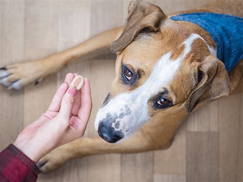 Maagtumor Symptomen Bij Een Hond Herken De Signalen Tijdig