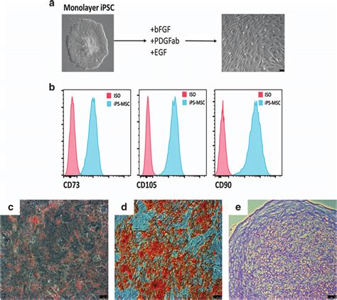 Mesenchymal Stem Cell Derivation A Msc Differentiation Mono Layer