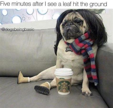 30 Fall Memes for the Autumn-Obsessed - Funny Fall Memes Funny Dog ...