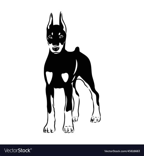 Doberman Dog Black And White Portrait The Head Vector Image