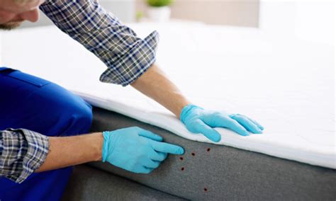 The Pros And Cons Of Conventional Bed Bug Treatment Methods Bed Bugs