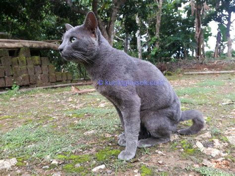 Mengenal Kucing Busok Kucing Ras Asli Indonesia Kaskus