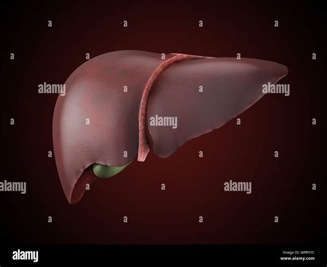 Foie Humain Avec Vésicule Biliaire Banque d image et photos Alamy