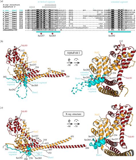 Figure 1 From Structure Of The Ndc80 Complex And Its Interactions At