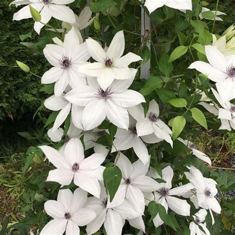 Bernadine™ Clematis Plant Addicts