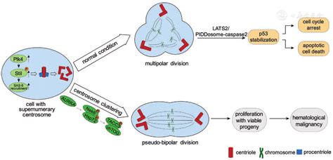 Centrosome Defects In Hematological Malignancies Molecular Mechanisms