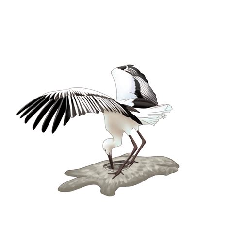 Forage White Transparent Foraging Bird Natural Animal Bird Png