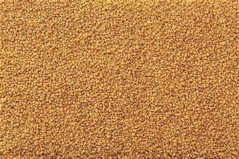 Fenugreek Seeds Sortex, 25 kg at ₹ 79/kg in Visnagar | ID: 2851676387455
