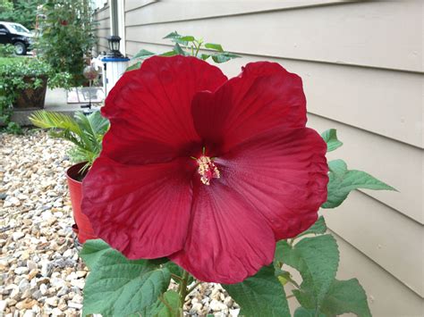 My Hibiscus Plants Hibiscus Garden