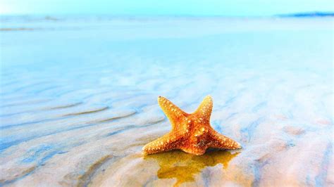 Starfish Wallpapers - Wallpaper Cave