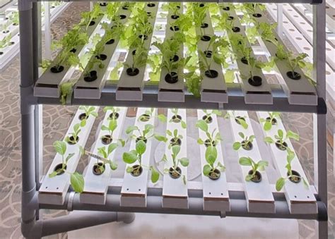 Exploring Vertical Farming Systems: Maximizing Space Efficiency - Envirevo Agritech