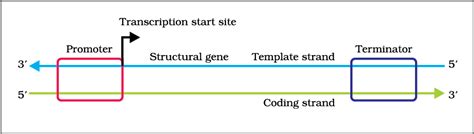 Transcription Rna Synthesis Class Twelve Biology