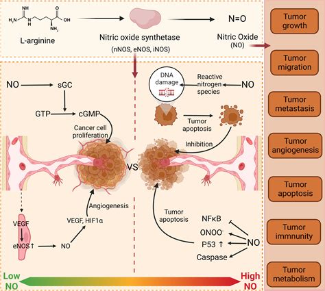 Frontiers Nitric Oxide And Thyroid Carcinoma A Review