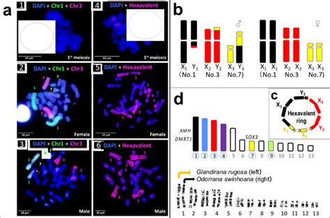 Chromosome Painting And Diagrams Showing The Multiple Sex Chromosomes