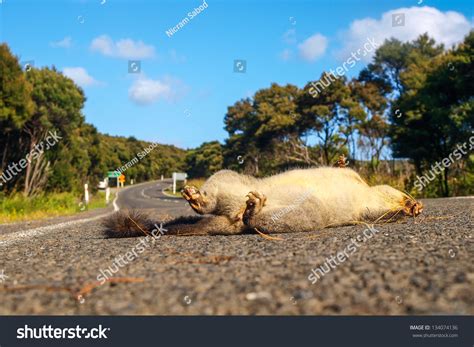 4 Dead Opossum Home Images, Stock Photos & Vectors | Shutterstock