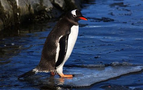 Gentoo Penguin Habitat