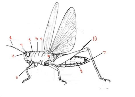 Entomology Flashcards Quizlet