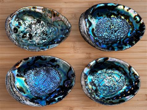 Jumbo Abalone Shell Huge Seashell Incense Burner Smudge Bowl