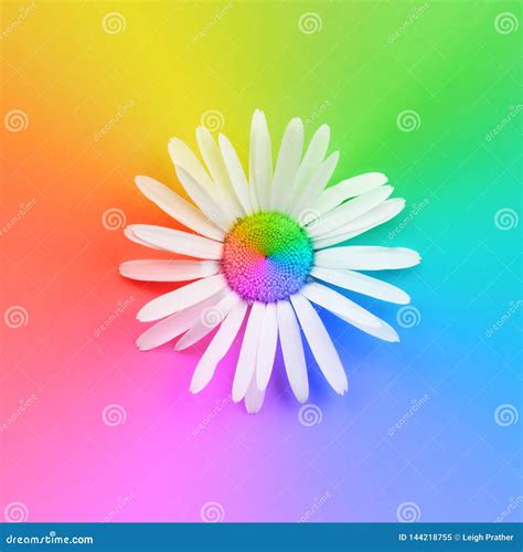 Rainbow Colored Flower Background Stock Image Image Of Flower