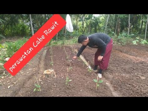 Perawatan Cabe Rawit Di Musim Hujan Youtube