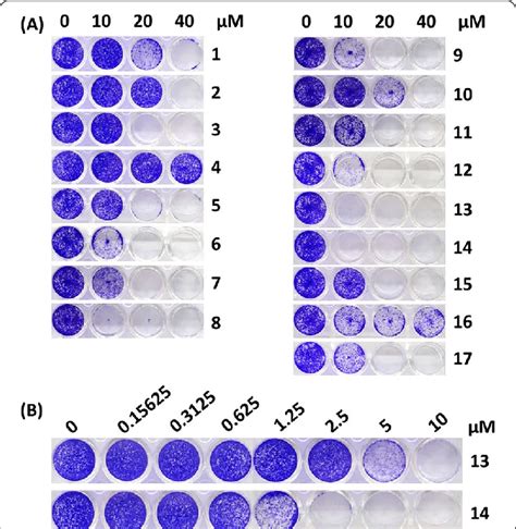 The Half Maximal Cell Growth Inhibitory Concentration Gi Values