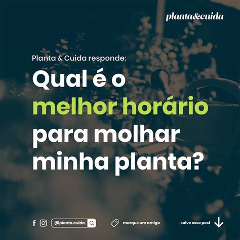 Qual O Melhor Horário Para Molhar Suas Plantinhas Você Já Imaginou Que Pode Haver Um Momento